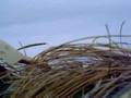 SeaCock Duck Hunting 6
