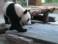 Bai Yang