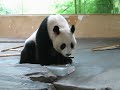 Bai Yang
