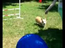 Lola's Little Backyard Agility Run Through!