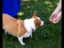 Lola's Little Backyard Agility Run Through!