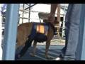 Lexi @ Sept. Denton, TX UKC Weight Pull 2008