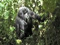 Blackback from Humba family eating in the forest trees