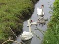 Click here to watch this video Swans 515.MOV