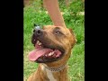 Lord Kennel APBT Nitro