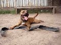 lord kennel apbt nitro