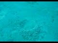 Amazing Sea Creature!! Amazing Sea Creature!!