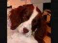 videos de Winkley Woo for president