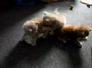 catmovie