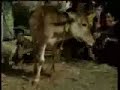 Cow eating chicken