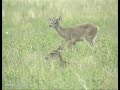 Coues Deer White-Tailed Deer