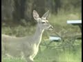 Coues Deer White-Tailed Deer