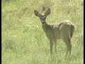 Coues Deer White-Tailed Deer