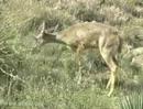 Coues-Deer-White-Tai