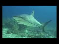 Sharks Sharks