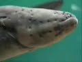 ANIMALES ACUATICOS