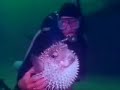 ANIMALES ACUATICOS