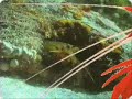 ANIMALES ACUATICOS