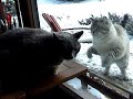 angry cat screams at an other cat through a window