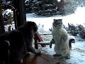 angry-cat-screams-at-an-other-cat-through-a-window.html
