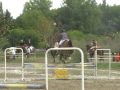 La fête du cheval aux écuries des Marais