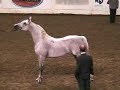 US Arabian Senior Stallions (part 2)