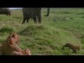 Natural World - Bringing Up Baby (2009) (Part 5/6)