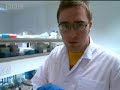 Animal research on chimpanzee mating behaviours - BBC wildlife
