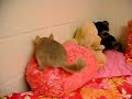 OLLIE the chinchilla