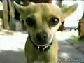 Yo Quiero Taco Bell (1997)