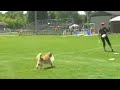 Angela 2008 Skyhoundz Qualifier 