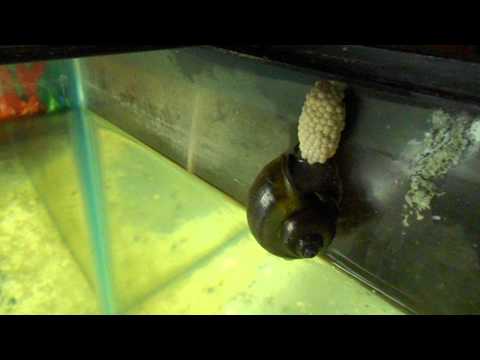 how to care apple snail