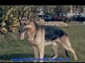 Guias caninos Guias caninos