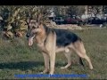Guias caninos