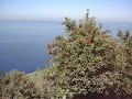 Catalina Island