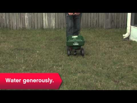 how to overseed and fertilize lawn
