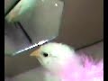 CHICK IN THE MIRROR