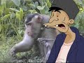 Dikir beruk Dikir beruk