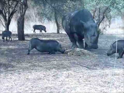 rhino