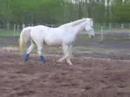 Smokey - For Lease