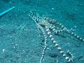 Wonderpus in Lembeh