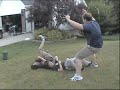 West County Jackass: Shibby