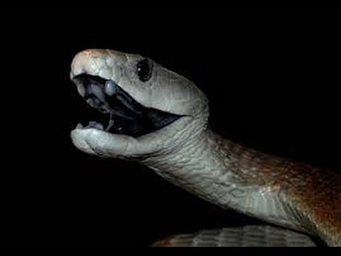 YouTube reptile video