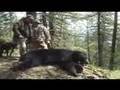 Bjørnejakt, felling av bjørn. Bearhunt.