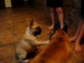 Bullcy french bulldogs.Frustyle Delightfull girl. Singer  5 months only !!