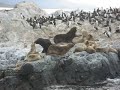 Sea Lions