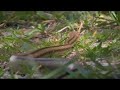 Snake in My Yard Snake in My Yard