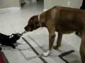 videos de 12 lb. Boston Terrier vs. 115 lb. Rhodesian Ridgeback