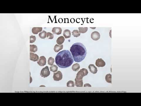 how to isolate monocytes from peripheral blood