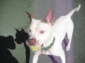 Porkchop - AAWL & SPCA __